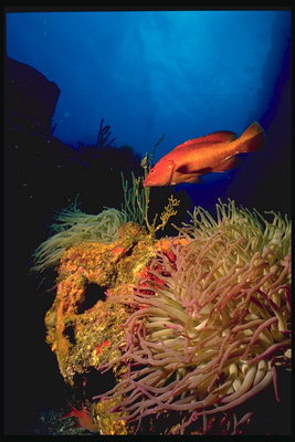 Ярко-красная рыба над морскими водорослями