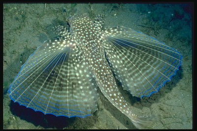 Рыба-бабочка над светлым морским песком