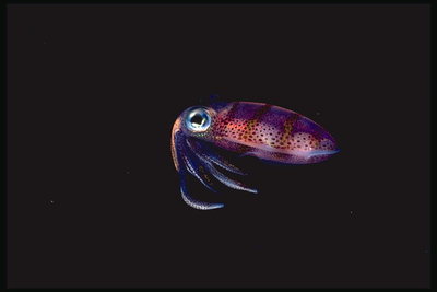Рыба с большими голубыми глазами и щупальцами