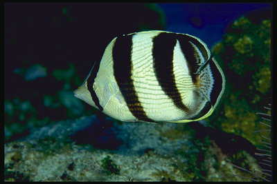 Белого цвета рыба в темно-коричневую полоску