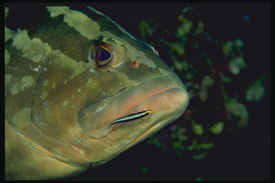 Малек рыбы на фоне большой рыбы в темно-зеленую полоску