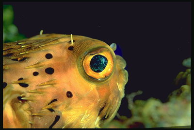 Рыба с маленькими щупальцами и большими глазами