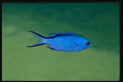 Рыбка с  ярко-синей окраской