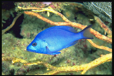 Синего цвета рыба на фоне ветвей морских растений     