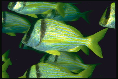 Рыбки в полоску лимонного цвета