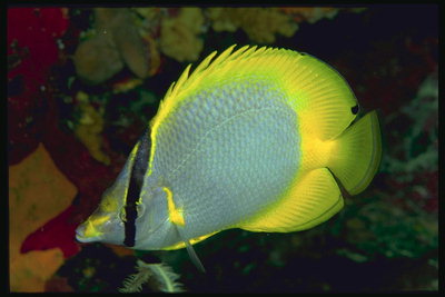 Продолговатая  голова рыбы, ярко-желтые плавники и хвост
