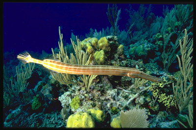 Длинная рыба на фоне морской фауны