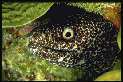Пятнистая голова рыбы среди камней и зеленых водорослей