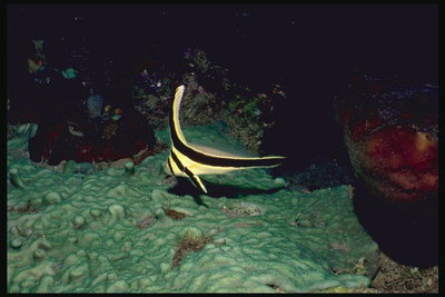 Светло-желтая рыба с черной полоской