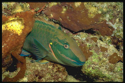 Темно-зеленая рыба среди желтых камней