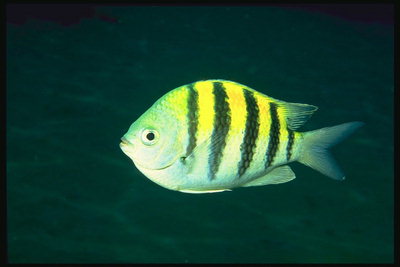 Рыба с ярко-желтой спиной
