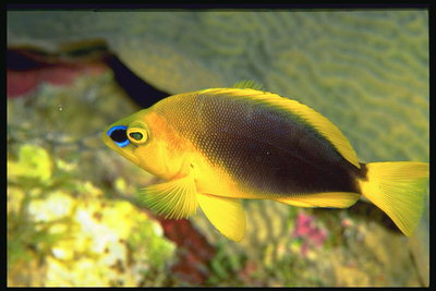 Золотая рыбка с голубым кругом возле глаза