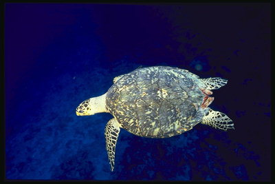 Черепаха в морских глубинах