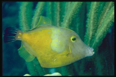 Рыба ярко-лимонного цвета с синим хвостом