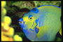 Сине-желтая руба возле рифов