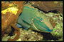 Рыба зеленоватого цвета среди камней