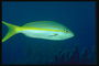 Рыба голубого цвета с осевой ярко-желтой полоской