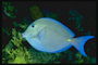 Рыба с ярким синим ободком вокруг тела и желтым пятном на спине