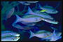 Косяк рыб фиолетово-синего цвета