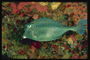 Рыба темно-зеленого цвета с леопардовым рисунком