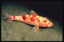 Рыба продолговатой формы в красных пятнах