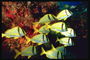 Рыбки с ярко-желтыми плавниками и стального цвета полосками