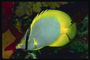 Продолговатая  голова рыбы, ярко-желтые плавники и хвост