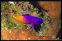 Рыба фиолетового цвета и хвост оранжевого тона