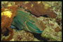 Темно-зеленая рыба среди желтых камней