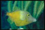 Рыба ярко-лимонного цвета с синим хвостом