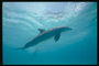 Дельфин у поверхности воды