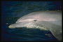 Гладкая и скользская голова дельфина