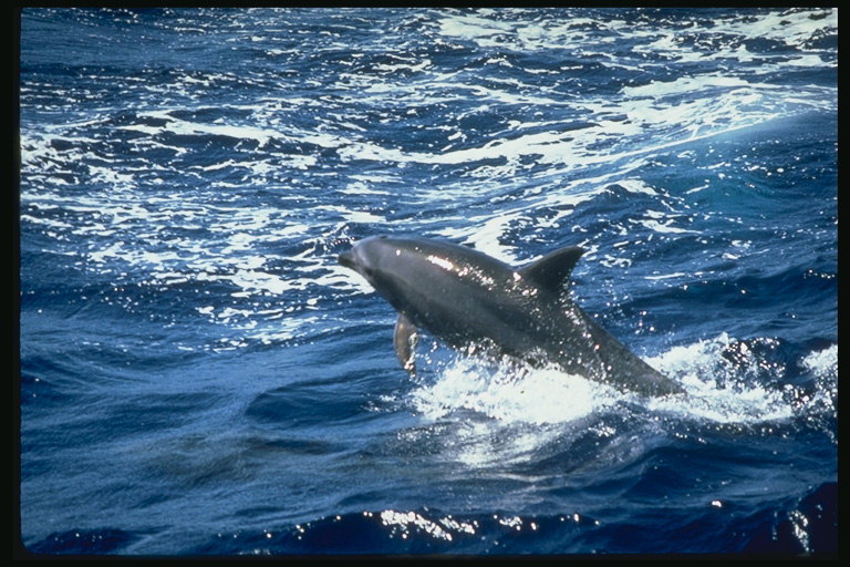 Delfīni jautrība pievilcīgs procesa novērotājiem viedo zīdītāji
