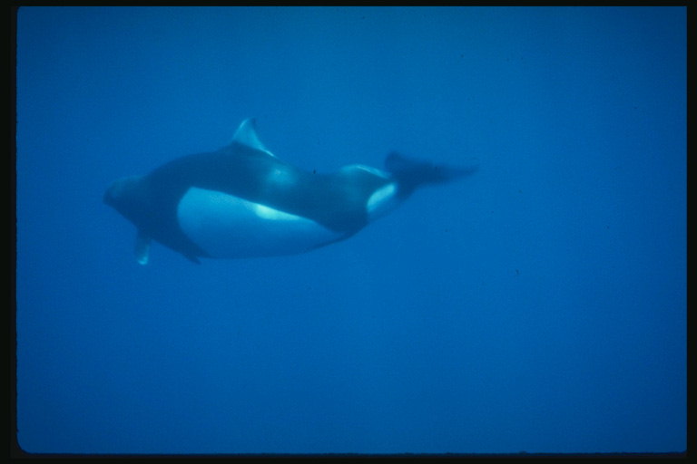 Υποβρύχιες φάλαινες κυνήγι σε μικρά ζώα της θάλασσας
