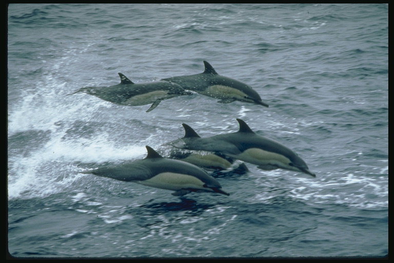 Kolektívne lov delfínov loviť nižších duševný vývoj