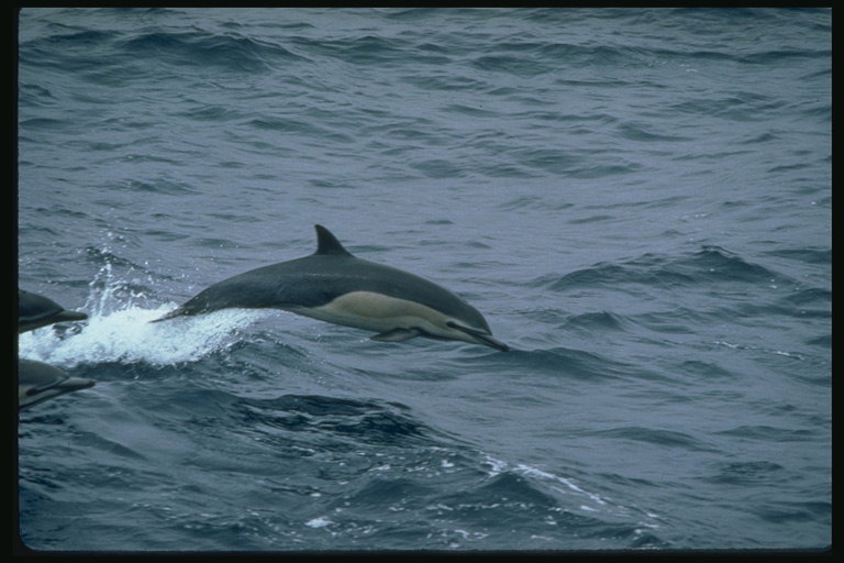 En enslig delfin skjærer gjennom nesen, kalde havdyp