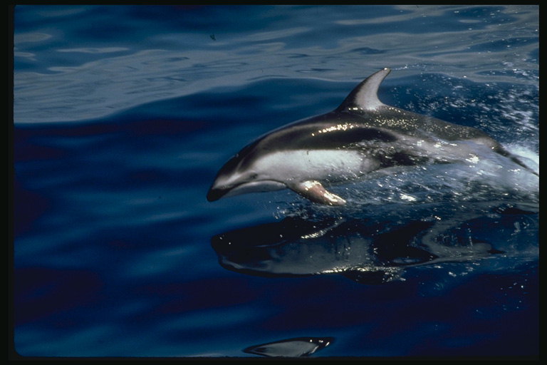 La recerca d\'un sopar a la superfície del mar. Afamat de dofins a la recerca d\'aliments nutritius