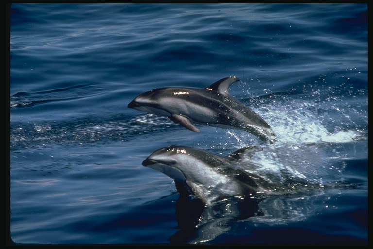 Leder av delfiner svømte ut av vannet for gjenopptakelse av oksygen
