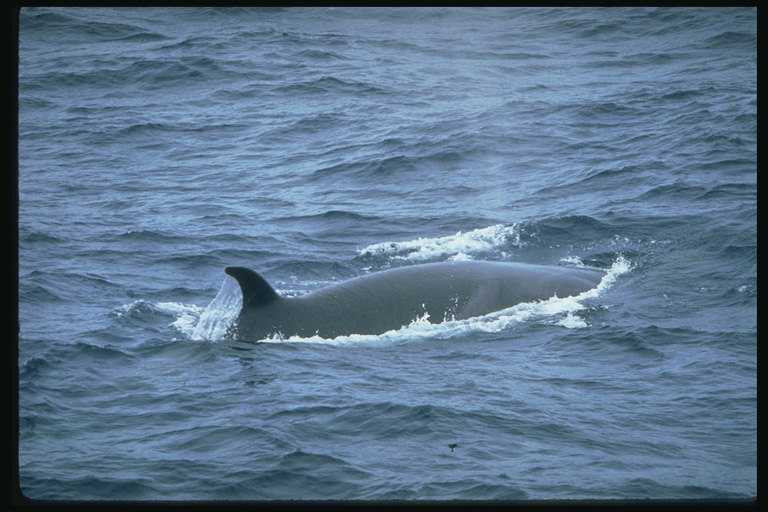 Безмятежное море обнимает сумасшедшего от жары дельфина