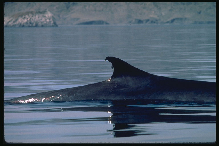 دليل الأنشطة الدلفين من حازم والغريب الزوار
