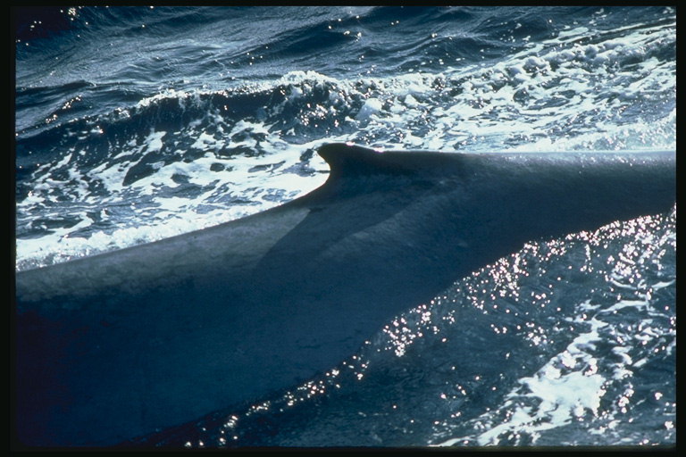 Een enorme walvis aangespoeld te hebben in verband met het geluid van de waterverontreiniging