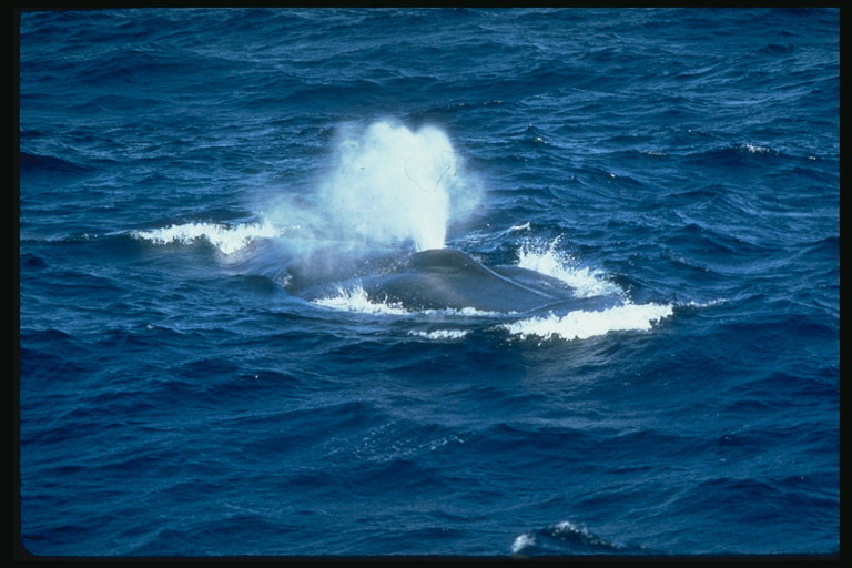 Natação entre spray de água. Fonte baleias no oceano é o espetáculo só atraente