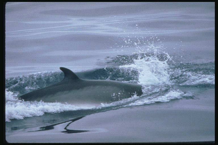 In Delphine, leitende Wissenschaftler forschen, um herauszufinden, wie die globale Erwärmung wirkt sich auf Säugetiere