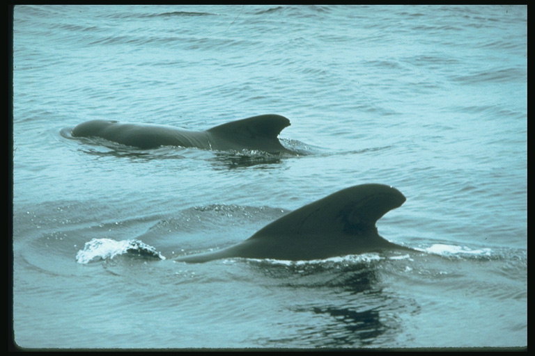 Вода зеленоватого оттенка собирает на пир дельфинов и всякую морскую гадость