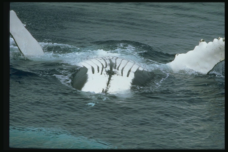 Охота на китов приносит большие прибыли для морских охотников