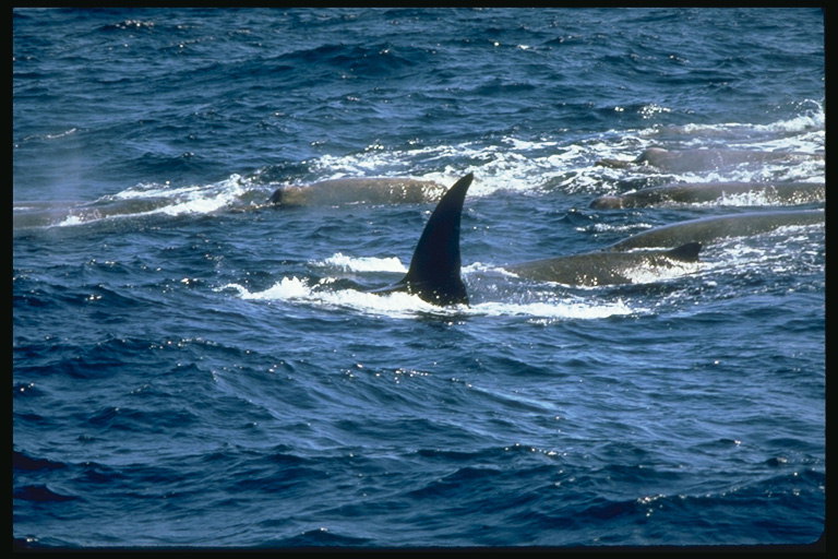 Стая жирных тучных китов идеальная находка для любителей охоты на китов