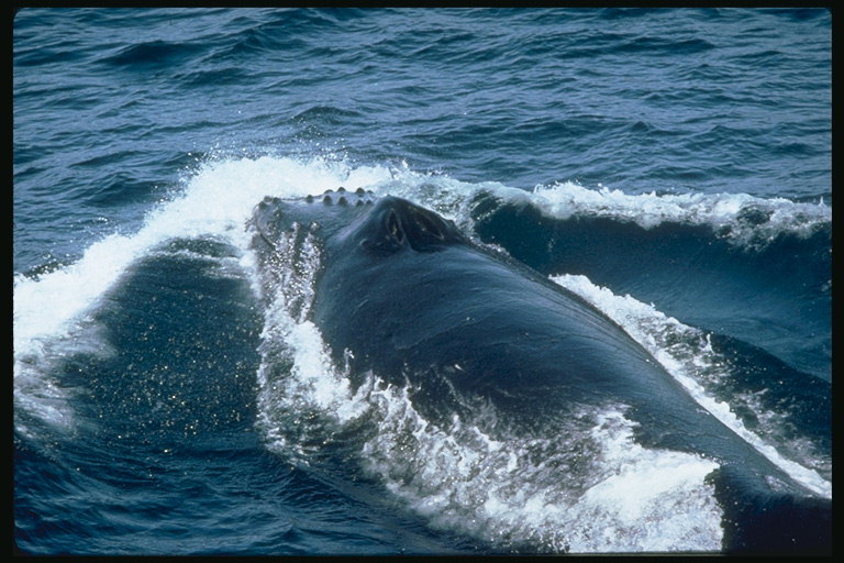 grande baleia perto de um habitante normal do mar profundo