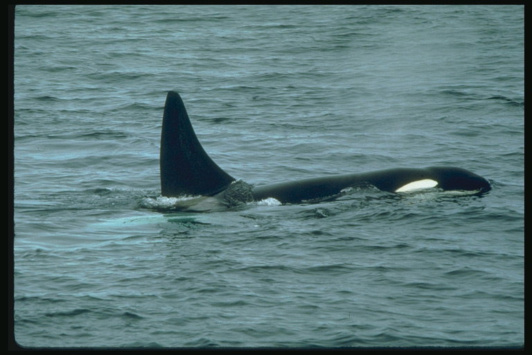 Beyaz - Siyah balina uygun canlılar varlığı için deniz gözetleme yapma