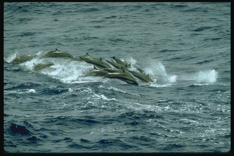 A flock of young carefree frolicking dolphins swim in the coastal area