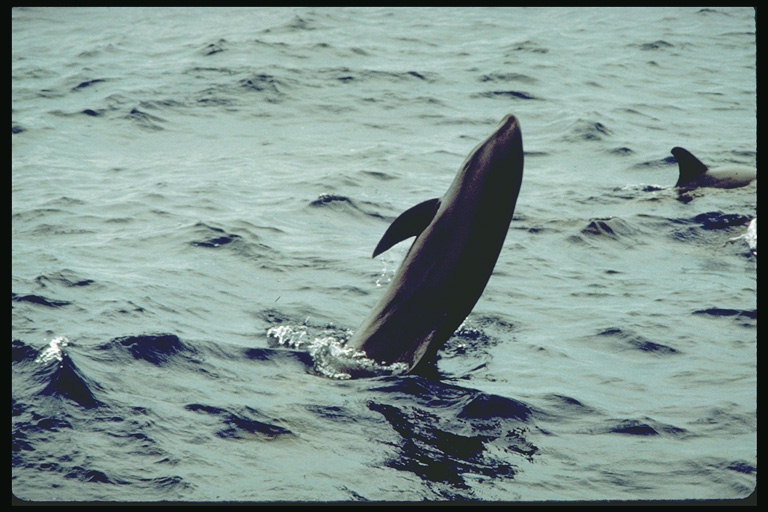 Difícil trucs realitzats per un dofí entrenat pel zoològic de la ciutat